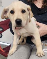 Shepard Labrador Puppies for sale in Athol, Idaho. price: $350