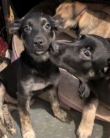 Shepard Labrador Puppies for sale in Buckeye - Shaker, Cleveland, OH, USA. price: $150