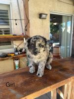 Shepard Labrador Puppies for sale in Los Banos, CA, USA. price: $300