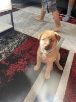 Shepard Labrador Puppies for sale in 5959 Rowanberry Dr, Elkridge, MD 21075, USA. price: $300