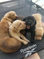 Shepard Labrador Puppies for sale in Riverside, CA, USA. price: $150