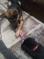 Shepard Labrador Puppies for sale in Blossvale, NY 13308, USA. price: $300