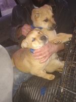 Shepard Labrador Puppies Photos