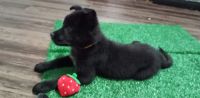 Shepherd Husky Puppies for sale in Dora, AL 35062, USA. price: $250