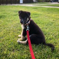 Shepherd Husky Puppies for sale in Dallas, TX, USA. price: $300