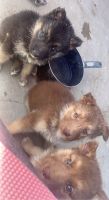 Shepherd Husky Puppies for sale in Victorville, CA, USA. price: $1,500