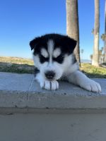 Shepherd Husky Puppies for sale in 7050 Katella Ave, Stanton, CA 90680, USA. price: $500