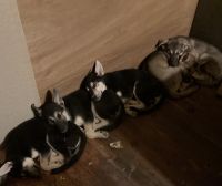 Shepherd Husky Puppies for sale in Corning, NY 14830, USA. price: $500