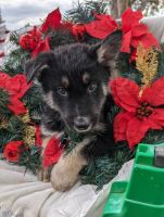 Shepherd Husky Puppies for sale in Phoenix, AZ 85019, USA. price: $700