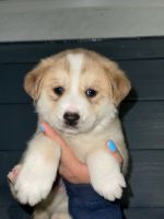 Shepherd Husky Puppies for sale in Grand Rapids, Michigan. price: $209