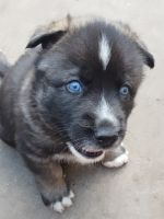 Shepherd Husky Puppies for sale in Cameron, Missouri. price: $25,000