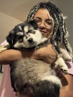 Shepherd Husky Puppies for sale in Richburg, South Carolina. price: $900