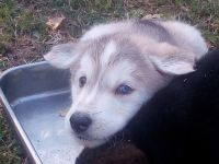 Shepherd Husky Puppies for sale in Charleston, SC, USA. price: $400