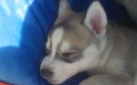 Shepherd Husky Puppies for sale in Visalia, California. price: $3,500
