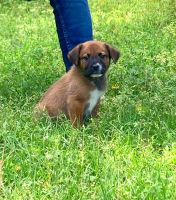 Shepherd Husky Puppies for sale in Conroe, Texas. price: $250