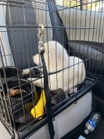 Shepherd Husky Puppies for sale in San Bernardino, California. price: $150