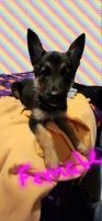 Shepherd Husky Puppies for sale in Wilson, MI 49896, USA. price: NA