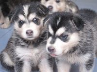Shepherd Husky Puppies for sale in Boston Church Rd, Milton, ON L0P, Canada. price: $600
