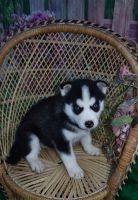 Shepherd Husky Puppies for sale in Ashland, OH 44805, USA. price: $550