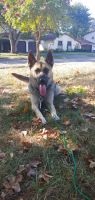 Shepherd Husky Puppies for sale in Columbus, OH, USA. price: $200
