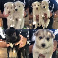 Shepherd Husky Puppies for sale in Los Angeles, CA, USA. price: NA