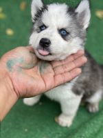 Shepherd Husky Puppies for sale in San Diego, CA 92113, USA. price: $1,500