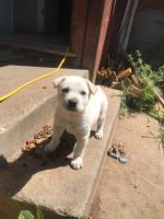 Shepherd Husky Puppies for sale in Modesto, CA, USA. price: $650