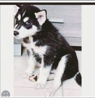 Shepherd Husky Puppies for sale in Orlando, FL, USA. price: $1,125