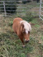 Shetland Horses Photos