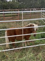 Shetland Horses Photos
