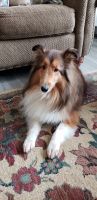 Shetland Sheepdog Puppies for sale in Greenville, SC, USA. price: $750