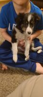Shetland Sheepdog Puppies for sale in Council Bluffs, IA, USA. price: $800
