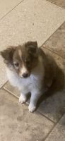 Shetland Sheepdog Puppies for sale in Fort Smith, AR, USA. price: $1,300