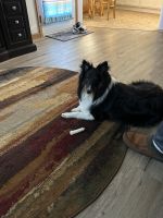 Shetland Sheepdog Puppies for sale in Valparaiso, IN, USA. price: $1,500