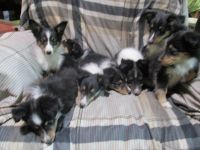Shetland Sheepdog Puppies for sale in Valley, WA 99181, USA. price: $1,400