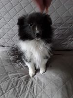 Shetland Sheepdog Puppies for sale in Westford, Vermont. price: $800