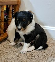 Shetland Sheepdog Puppies for sale in Quarryville, Pennsylvania. price: $1,200