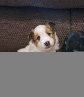 Shetland Sheepdog Puppies for sale in Quarryville, Pennsylvania. price: $1,000