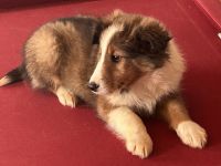 Shetland Sheepdog Puppies for sale in Gladys, Virginia. price: $1,000
