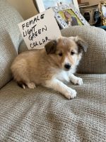 Shetland Sheepdog Puppies for sale in Indianapolis, Indiana. price: $1,495