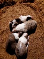 Shetland Sheepdog Puppies for sale in Neillsville, Wisconsin. price: $800