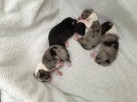 Shetland Sheepdog Puppies for sale in Spencer, MA, USA. price: $900