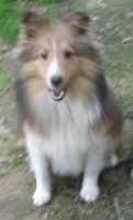 Shetland Sheepdog Puppies for sale in Houston, TX, USA. price: $900