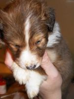 Shetland Sheepdog Puppies for sale in Holden, LA 70744, USA. price: $800