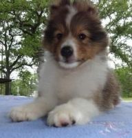 Shetland Sheepdog Puppies for sale in San Diego, CA, USA. price: $450