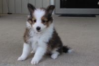 Shetland Sheepdog Puppies for sale in Canton, OH, USA. price: $450