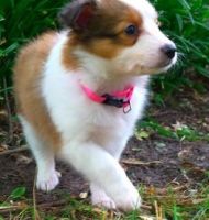 Shetland Sheepdog Puppies for sale in Los Angeles, CA, USA. price: $500