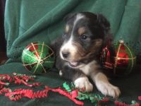 Shetland Sheepdog Puppies for sale in Texas Ave, Houston, TX, USA. price: $350
