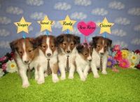 Shetland Sheepdog Puppies for sale in Oregon City, OR 97045, USA. price: NA