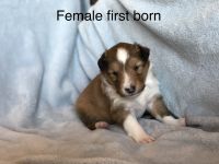 Shetland Sheepdog Puppies for sale in Roseburg, OR, USA. price: $850